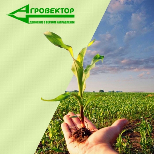Сайт сельскохозяйственного предприятия АгроВектор в. г. Саранск